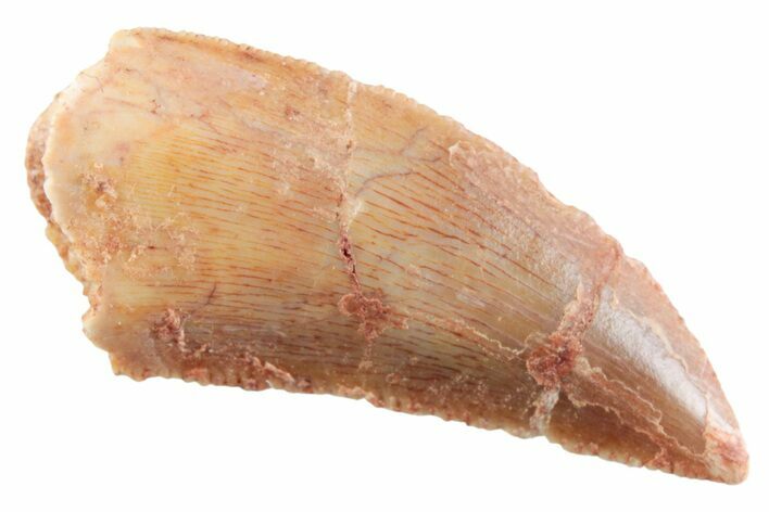 Serrated Raptor Tooth - Real Dinosaur Tooth #364818